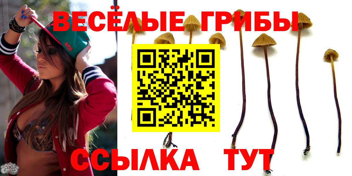 Кинель  Псилоцибиновые грибы Psilocybe  Вход с VPN 